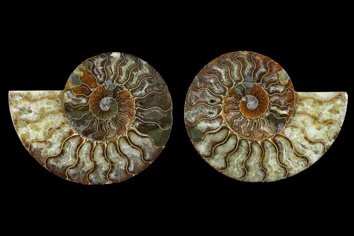 Sliced Ammonite Fossil - Agatized #115322